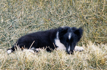 Sheltie puppy on a hay bale