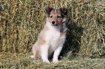 Sheltie puppy on a hay bale