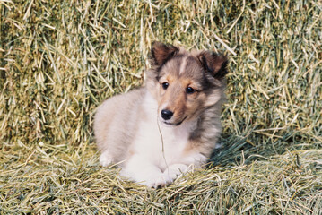 Sheltie puppy on a hay bale