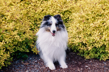 A sheltie in front of a shrubbery