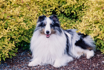 A sheltie in front of a shrubbery