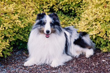 A sheltie in front of a shrubbery