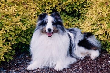 A sheltie in front of a shrubbery