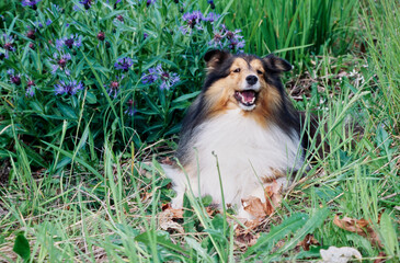 Sheltie in grass