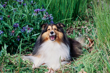 Sheltie in grass