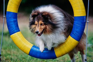 A sheltie jumping through a hoop