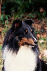 A close-up of a sheltie