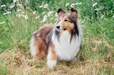 Sheltie in grass