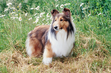 Sheltie in grass