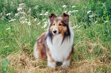 Sheltie in grass