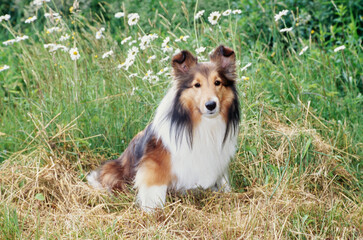 Sheltie in grass