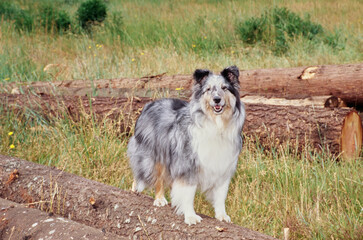 A sheltie on a log