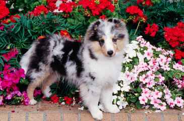 A sheltie puppy in front of flowers