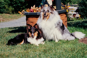 Two shelties on grass