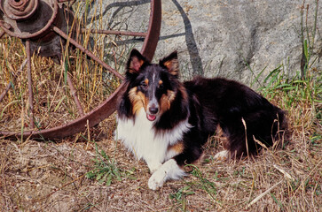 A sheltie on grass