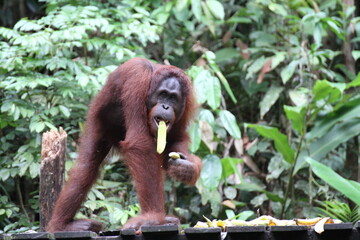 バナナを食べながら歩いているオランウータン