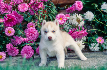 Fototapeta na wymiar Siberian husky puppy in front of pink flowers