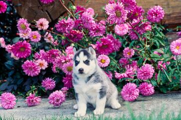 Siberian husky puppy in front of pink flowers
