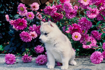 Siberian husky puppy in front of pink flowers