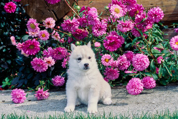 Siberian husky puppy in front of pink flowers