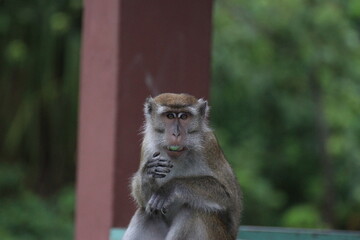観光客から盗んだ飴玉を舐めるているカニクイザル