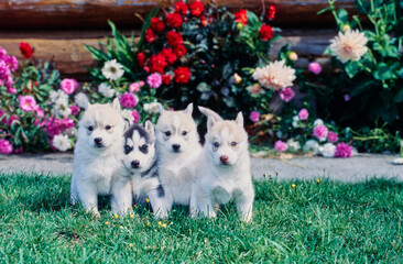 Fototapeta na wymiar Siberian husky puppies on grass in front of flowers