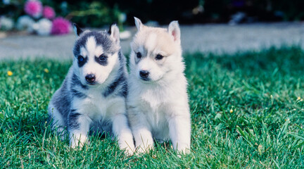 Siberian husky puppies on grass © SuperStock