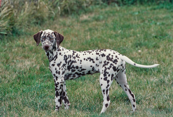 A Dalmatian in grass