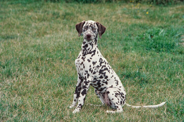 A Dalmatian in grass