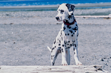 A dalmatian on a log