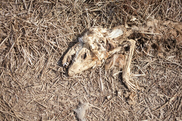 baby goat eating hay