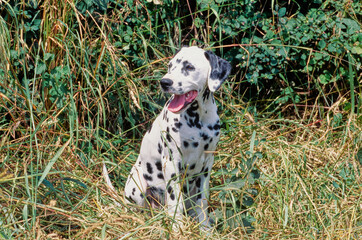 Dalmatian in grass