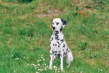 Dalmatian in grass