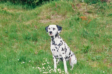 Dalmatian in grass
