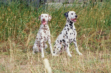 Two dalmatians in Grass