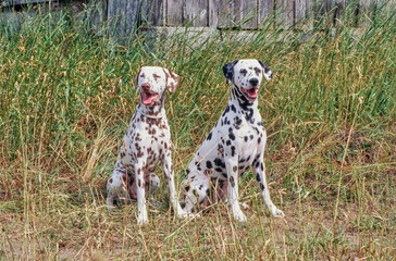 Two dalmatians in Grass