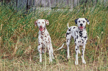 Two dalmatians in Grass
