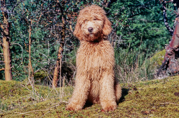 A Labradoodle on moss covered ground