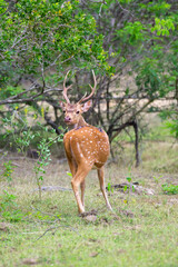 Majestic Ceylon spotted deer with huge antlers looking back, Yala national park, Sri Lanka.