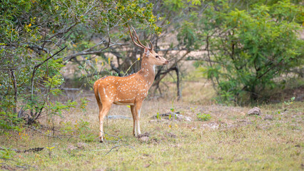 Naklejka na ściany i meble Beautiful spotted deer on alert, large antlers, side view photograph of a male Ceylon spotted deer at Yala national park.