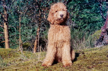 A Labradoodle on moss covered ground