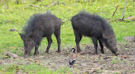 Young wild boar siblings grazing on a muddy field, the concept of opposition contenders and the referee in the middle,