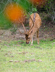 Sri Lankan axis deer grazing in the grass field at Yala national park. Male axis deer got huge antlers, front view photograph.