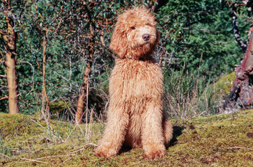 A Labradoodle on moss covered ground
