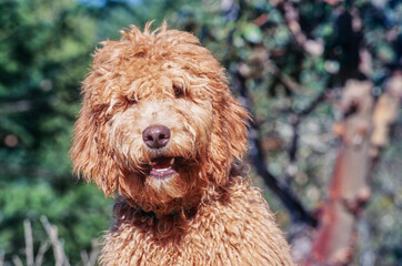 A close-up of a Labradoodle