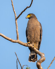 Crested serpent eagle perch, clear blue skies in the background. yellow-eyed serpent eagle keeps an eye on the surroundings, Spotted in Yala national park, Sri Lanka.