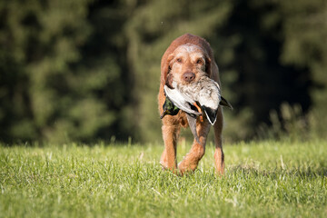 Jagdhundetraining, Jagdhundeausbildung, Vizsla, Vorstehhund