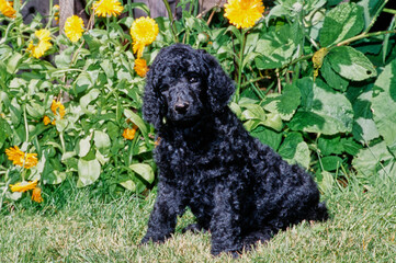 A Labradoodle puppy on grass