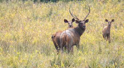Naklejka na ściany i meble A family of Sambar deer was spotted in a grass field in Yala national park, sambar family is on high alert, looking back over the body, Male sambar got huge antlers.