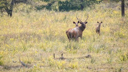 A family of Sambar deer was spotted in a grass field in Yala national park, sambar family is on high alert, looking back over the body, Male sambar got huge antlers.